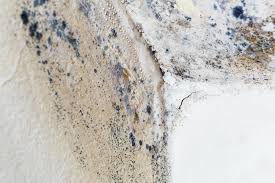 Trusted Irvine, CA Mold Remediation Experts